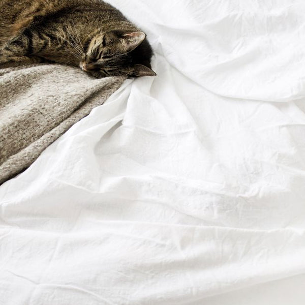 300TC Sateen Stripe Cotton Top Sheet